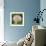 Delicate Dandelion-Vincent James-Framed Photographic Print displayed on a wall