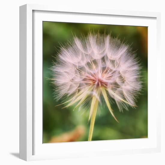 Delicate Dandelion-Vincent James-Framed Photographic Print