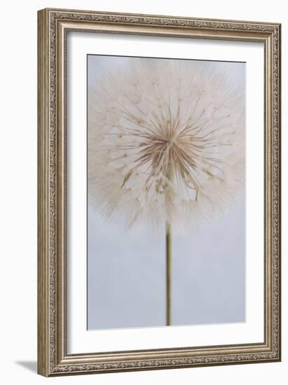 Delicate Dandelion-Unknown Uplusmestudio-Framed Giclee Print