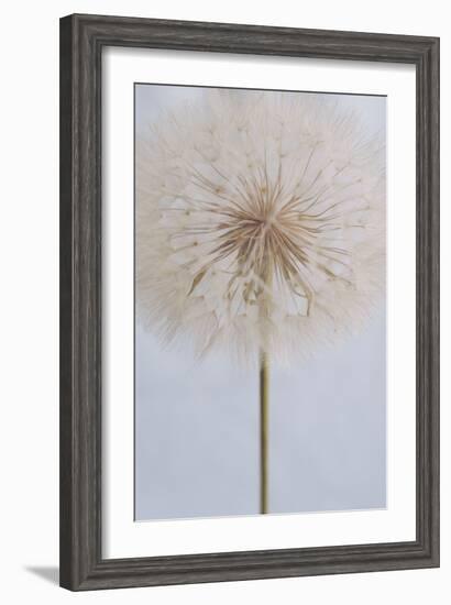 Delicate Dandelion-Unknown Uplusmestudio-Framed Giclee Print