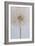 Delicate Dandelion-Unknown Uplusmestudio-Framed Giclee Print