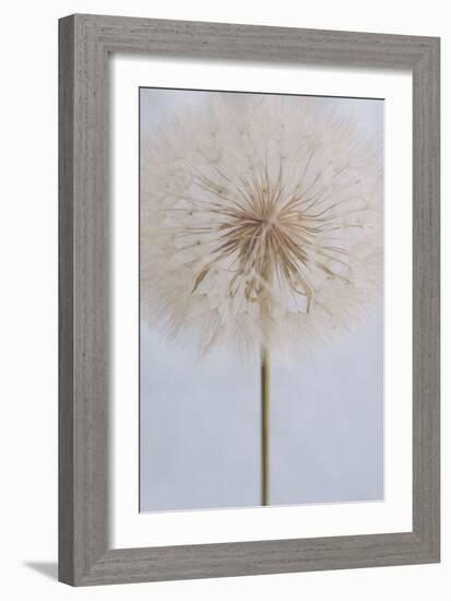 Delicate Dandelion-Unknown Uplusmestudio-Framed Giclee Print