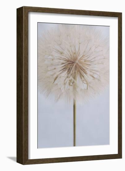 Delicate Dandelion-Unknown Uplusmestudio-Framed Giclee Print