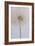 Delicate Dandelion-Unknown Uplusmestudio-Framed Giclee Print