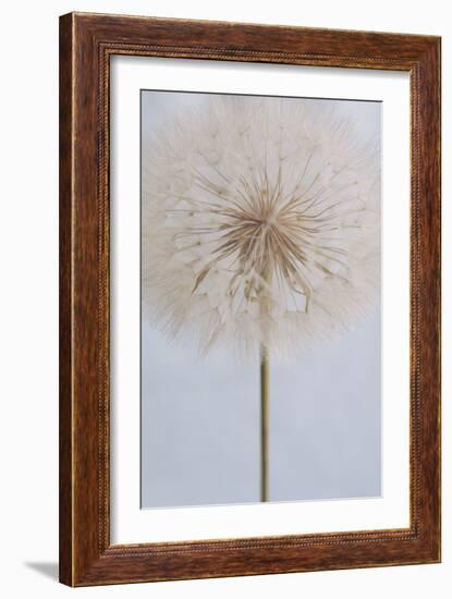 Delicate Dandelion-Unknown Uplusmestudio-Framed Giclee Print