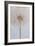 Delicate Dandelion-Unknown Uplusmestudio-Framed Giclee Print