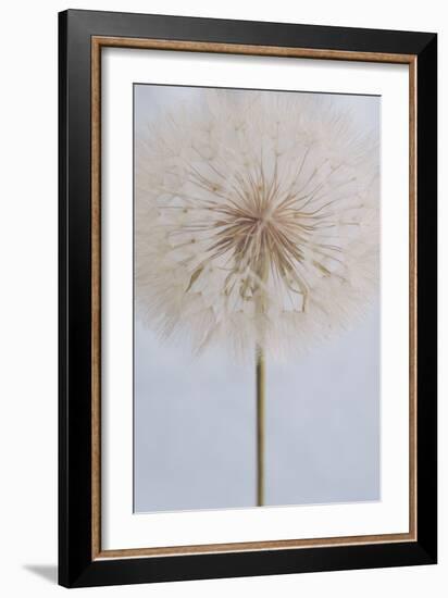 Delicate Dandelion-Unknown Uplusmestudio-Framed Giclee Print