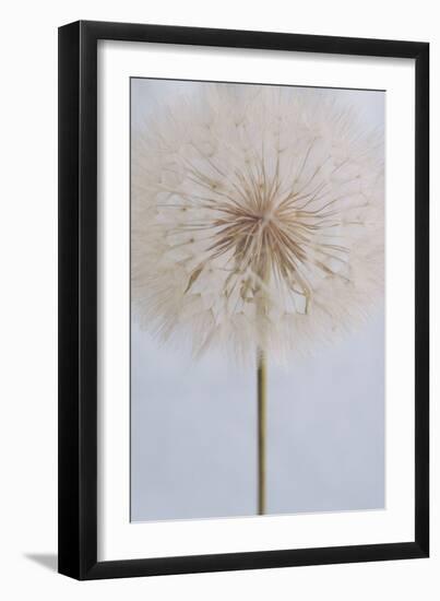 Delicate Dandelion-Unknown Uplusmestudio-Framed Giclee Print