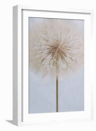 Delicate Dandelion-Unknown Uplusmestudio-Framed Giclee Print