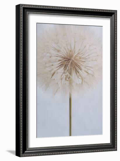 Delicate Dandelion-Unknown Uplusmestudio-Framed Giclee Print