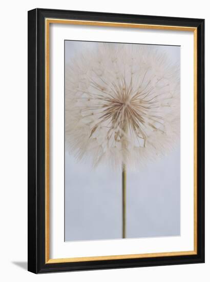 Delicate Dandelion-Unknown Uplusmestudio-Framed Giclee Print