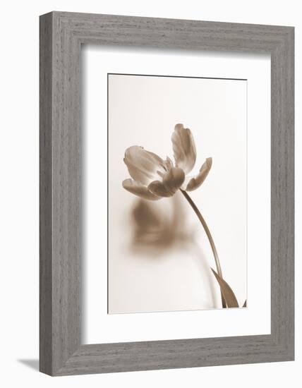 Delicate Floral I-Gail Peck-Framed Photographic Print