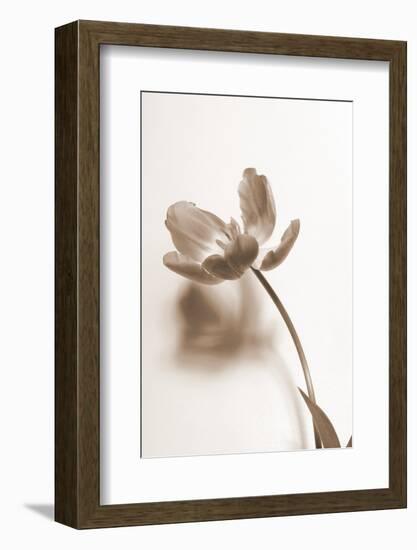 Delicate Floral I-Gail Peck-Framed Photographic Print