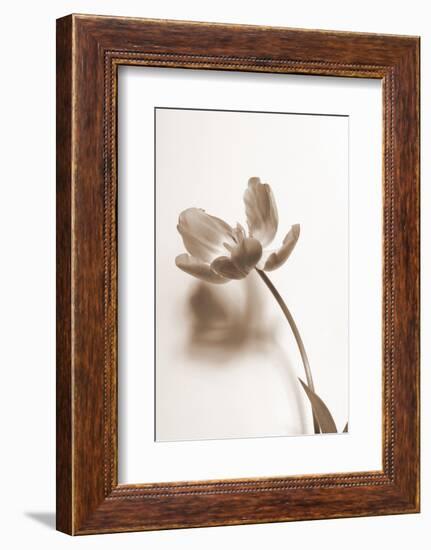 Delicate Floral I-Gail Peck-Framed Photographic Print