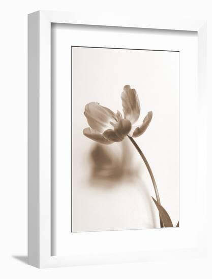 Delicate Floral I-Gail Peck-Framed Photographic Print