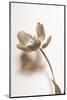 Delicate Floral I-Gail Peck-Mounted Photographic Print