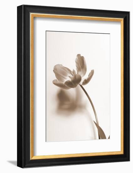 Delicate Floral I-Gail Peck-Framed Photographic Print