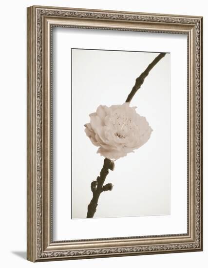 Delicate Floral II-Gail Peck-Framed Photographic Print