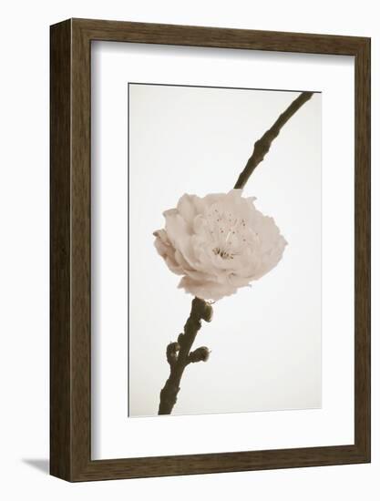 Delicate Floral II-Gail Peck-Framed Photographic Print