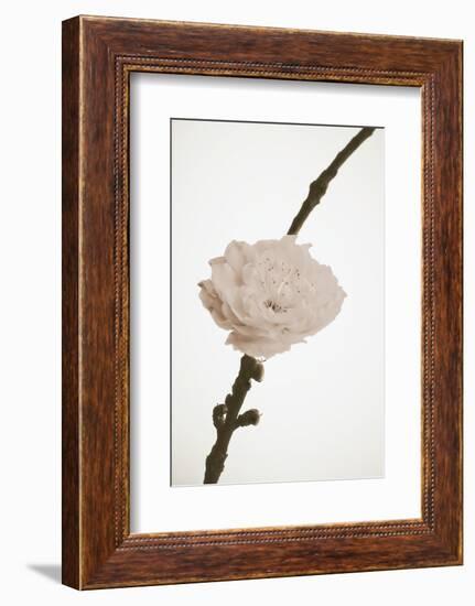 Delicate Floral II-Gail Peck-Framed Photographic Print