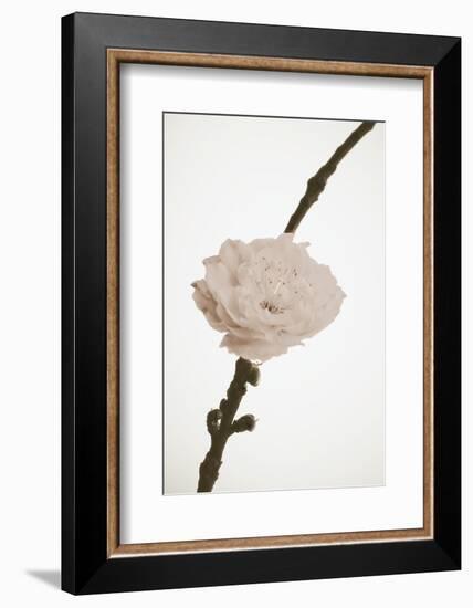 Delicate Floral II-Gail Peck-Framed Photographic Print