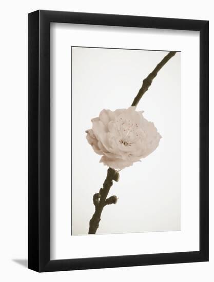 Delicate Floral II-Gail Peck-Framed Photographic Print