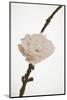 Delicate Floral II-Gail Peck-Mounted Photographic Print