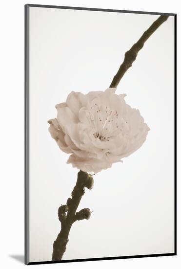 Delicate Floral II-Gail Peck-Mounted Photographic Print