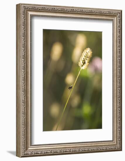 Delicate Grass in the Backlight, Fly, Stalk, Close-Up-Brigitte Protzel-Framed Photographic Print