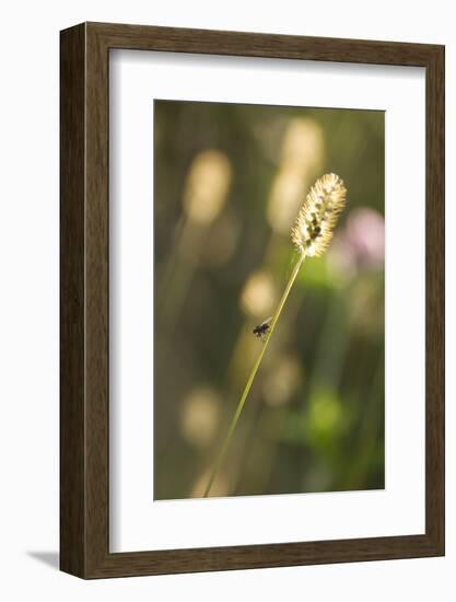 Delicate Grass in the Backlight, Fly, Stalk, Close-Up-Brigitte Protzel-Framed Photographic Print