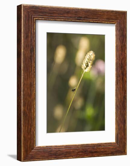 Delicate Grass in the Backlight, Fly, Stalk, Close-Up-Brigitte Protzel-Framed Photographic Print