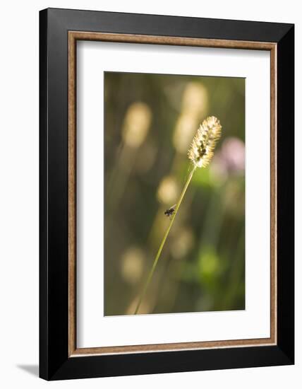 Delicate Grass in the Backlight, Fly, Stalk, Close-Up-Brigitte Protzel-Framed Photographic Print