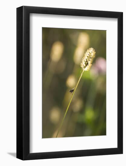 Delicate Grass in the Backlight, Fly, Stalk, Close-Up-Brigitte Protzel-Framed Photographic Print