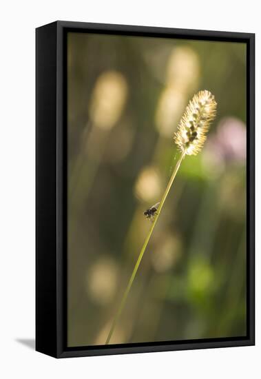 Delicate Grass in the Backlight, Fly, Stalk, Close-Up-Brigitte Protzel-Framed Premier Image Canvas