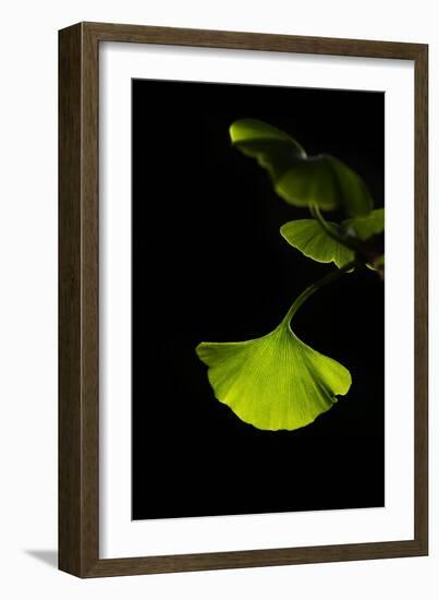 Delicate Green II-Philippe Sainte-Laudy-Framed Photographic Print