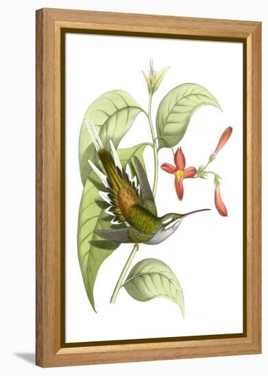 Delicate Hummingbird I-Vision Studio-Framed Stretched Canvas