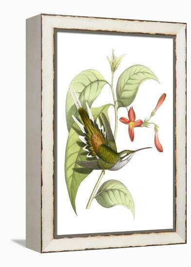 Delicate Hummingbird I-Vision Studio-Framed Stretched Canvas