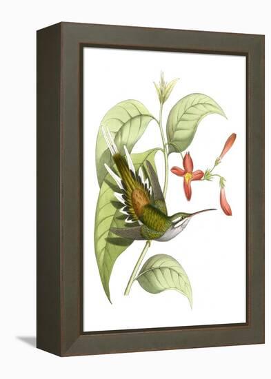 Delicate Hummingbird I-Vision Studio-Framed Stretched Canvas