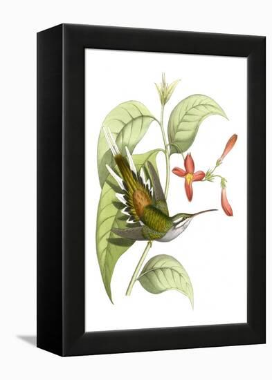 Delicate Hummingbird I-Vision Studio-Framed Stretched Canvas