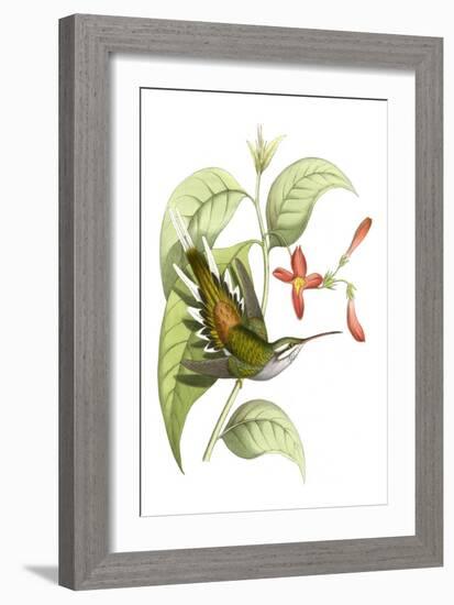 Delicate Hummingbird I-Vision Studio-Framed Art Print