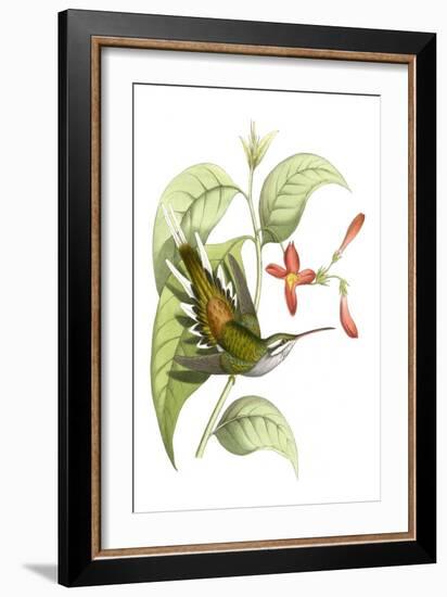 Delicate Hummingbird I-Vision Studio-Framed Art Print