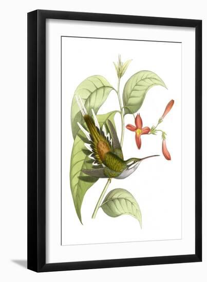 Delicate Hummingbird I-Vision Studio-Framed Art Print