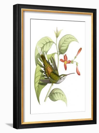 Delicate Hummingbird I-Vision Studio-Framed Art Print