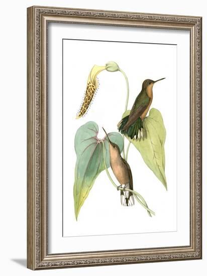 Delicate Hummingbird II-Vision Studio-Framed Art Print