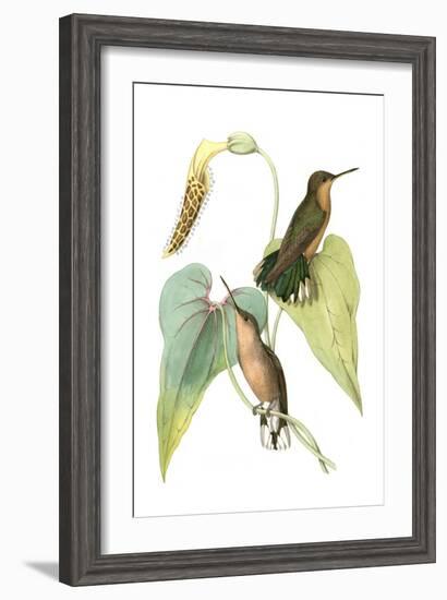 Delicate Hummingbird II-Vision Studio-Framed Art Print