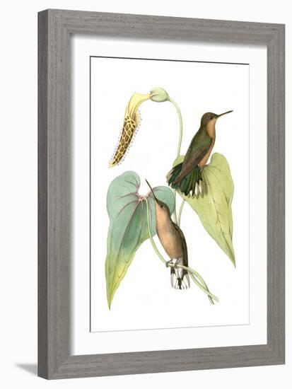 Delicate Hummingbird II-Vision Studio-Framed Art Print