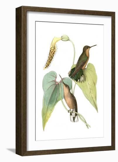 Delicate Hummingbird II-Vision Studio-Framed Art Print