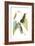 Delicate Hummingbird II-Vision Studio-Framed Art Print