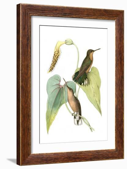 Delicate Hummingbird II-Vision Studio-Framed Art Print