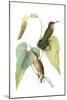 Delicate Hummingbird II-Vision Studio-Mounted Art Print